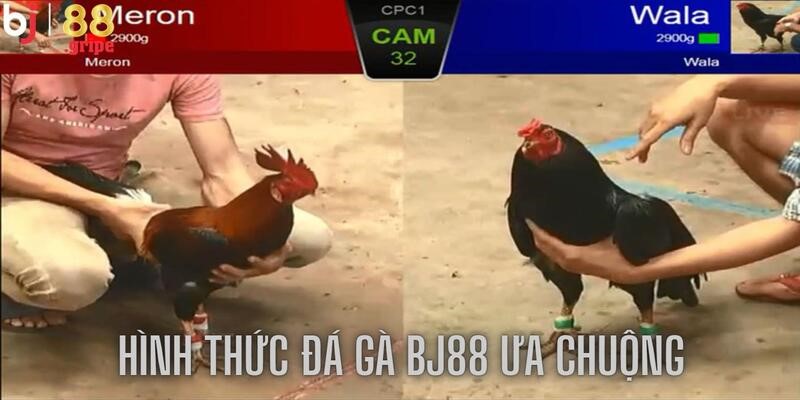 Đá Gà BJ88 - Tổng Hợp Lịch Đá Gà Online Hôm Nay 2026 4 Mang đến các hình thức đa dạng, chất lượng hấp dẫn