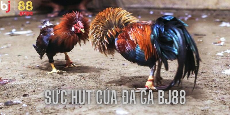 Đá Gà BJ88 - Tổng Hợp Lịch Đá Gà Online Hôm Nay 2026 3 Sức hút đủ để sánh ngang với nhiều thương hiệu lớn