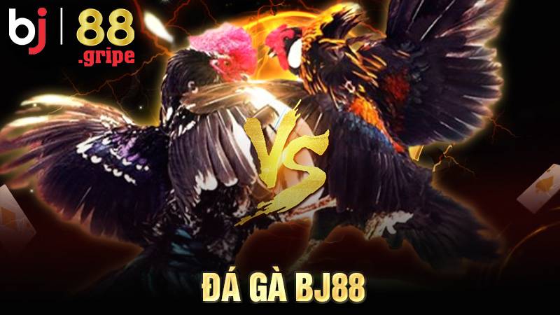Đá Gà BJ88 - Tổng Hợp Lịch Đá Gà Online Hôm Nay 2026 1 Đá gà BJ88